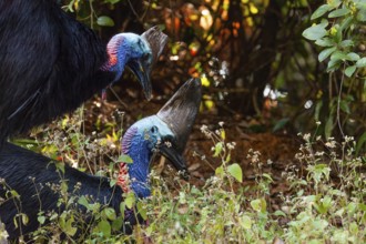 Mating behavior of helmet cassowaries in the Queensland rainforest Australia