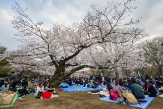 Japanese people picnicking under cherry blossoms in Yoyogi Park, Hanami Festival, Shibuya District,