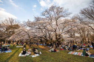 Japanese people picnicking under cherry blossoms in Yoyogi Park, in the evening light, Hanami