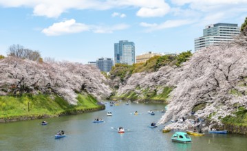 Chidorigafuchi Canal with rowing boats, blooming cherry trees on the shore, castle moat, Japanese