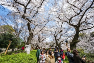 People walking under blooming cherry trees, Japanese cherry blossoms in spring, Hanami Festival,