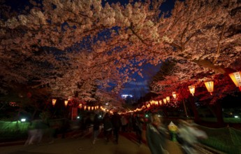 People walking through the park, blooming cherry trees and illuminated lanterns with Japanese