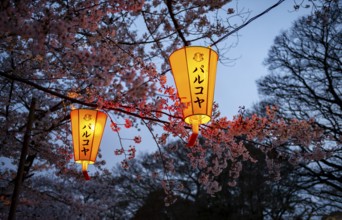 Blooming cherry trees and illuminated lanterns with Japanese writing in the evening, Hanami