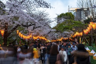 People walking through the park, blooming cherry trees and illuminated lanterns with Japanese