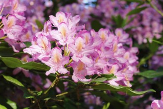 Rhododendron flowers (Rhododendron), North Rhine-Westphalia, Germany