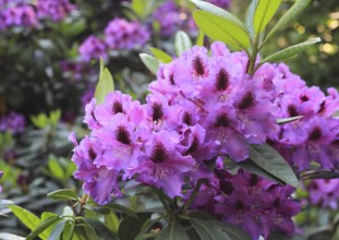 Rhododendron flowers (Rhododendron), with beautiful bokeh, North Rhine-Westphalia, Germany