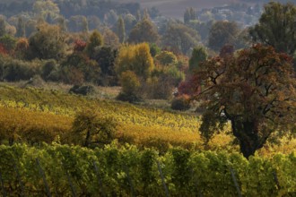 Vineyards in autumn, Uhldingen-Mühlhofen am Lake Constance, Baden-Württemberg, Germany