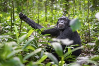 Chimpanzee (Pan Troglodytes) among green leaves, adult male among leaves in the jungle, Kibale