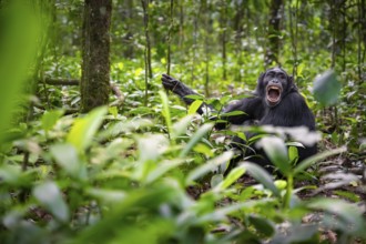 Aggression, chimpanzee (Pan Troglodytes) baring teeth, adult male between leaves in jungle, Kibale