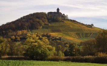 Lichtenberg Castle, Oberstenfeld, Bottwartal, Löwensteiner Mountains, vineyard, vines, viticulture,