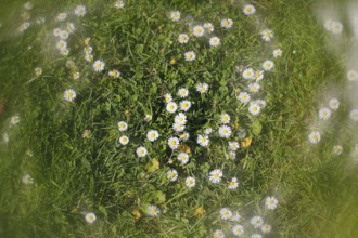 Daisy (Bellis perennis) seen from above in a meadow with alienation, North Rhine-Westphalia,