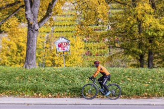 Autumn on the Neckar in Stuttgart-Münster. A tree with brightly colored leaves. The landscape in