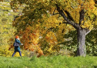Autumn on the Neckar in Stuttgart-Münster. A tree with brightly colored leaves. The landscape in