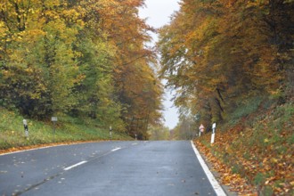 Mixed forest in autumn colors in Franconia on the B2 Nuremberg-Bayreuth, Upper Franconia, Bavaria,