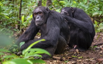 Two chimpanzees (Pan Troglodytes), adult male spawning, grooming in the jungle, Kibale National