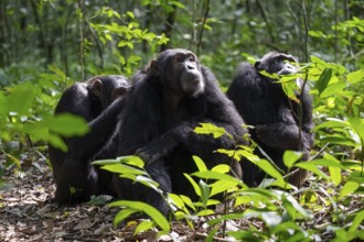 Three chimpanzees (Pan Troglodytes), adult male spawning, grooming in the jungle, Kibale National