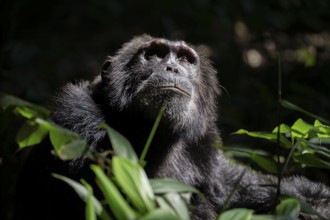 Animal portrait, chimpanzee (Pan Troglodytes), adult male looking up in the jungle, Kibale National