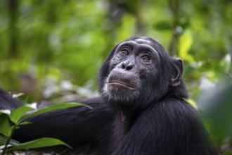 Animal portrait, chimpanzee (Pan Troglodytes) looking longingly, hopeful, adult male between leaves