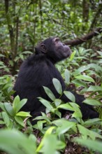Chimpanzee (Pan Troglodytes), male on the ground, jungle in Kibale National Park, Uganda