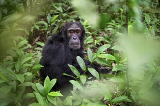 Chimpanzee (Pan Troglodytes), male on the ground, jungle in Kibale National Park, Uganda
