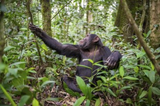 Chimpanzee (Pan Troglodytes), male on the ground, jungle in Kibale National Park, Uganda