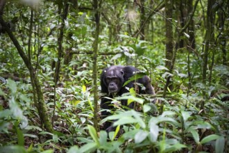 Chimpanzee (Pan Troglodytes), male running on the ground, jungle in Kibale National Park, Uganda