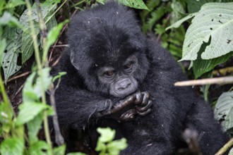Mountain gorilla (Gorilla beringei beringei), juvenile, Bwindi Impenetrable Forest, Uganda