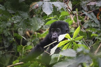 Mountain gorilla (Gorilla beringei beringei), juvenile, eats leaves, Bwindi Impenetrable Forest,