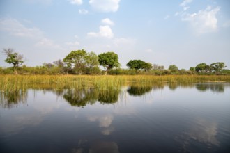 Trees reflected in water, river landscape, Thamalakane River, Okavango Delta, Botswana