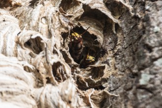 Hornissen (Vespa crabro), Emsland, Lower Saxony, Germany