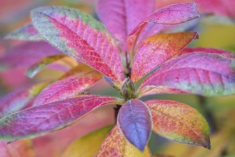 Azalea (Azalea), red colored autumn leaves, autumn colors, Baden-Württemberg, Germany