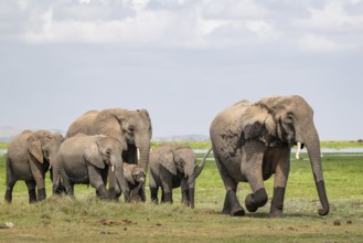 African elephant (Loxodonta africana), herd, Amboseli National Park, Rift Valley Province, Kenya