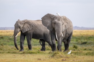 African elephant (Loxodonta africana), two animals in Longinye swamp with herons (Bubulcus ibis),