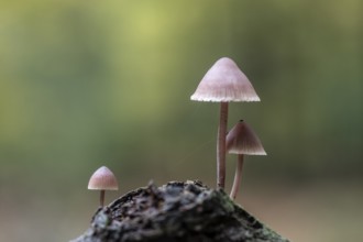 Large blood helmet (Mycena haematopus), Emsland, Lower Saxony, Germany