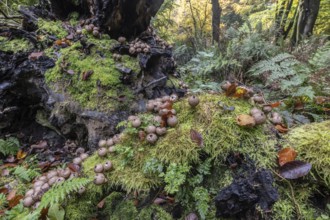 Pear Stäubling (Lycoperdon pyriforme), Emsland, Lower Saxony, Germany