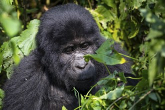 Mountain gorilla (Gorilla beringei beringei), among leaves, Bwindi Impenetrable Forest, Uganda