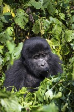 Mountain gorilla (Gorilla beringei beringei), among leaves, Bwindi Impenetrable Forest, Uganda