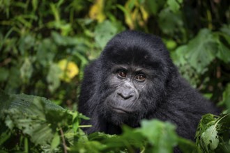 Mountain gorilla (Gorilla beringei beringei), between leaves, animal portrait, Bwindi Impenetrable