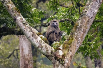 Anubispavian or green baboon (Papio anubis) sitting in a tree in a branch fork, Bwindi Impenetrable