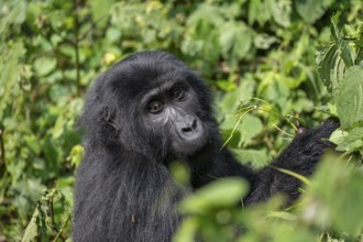 Mountain gorilla (Gorilla berengei berengei), Bwindi Impenetrable National Park, Uganda