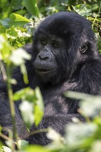 Mountain gorilla (Gorilla berengei berengei), Bwindi Impenetrable National Park, Uganda