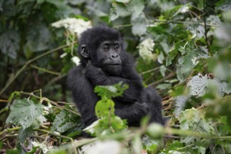 Young animal, mountain gorilla (Gorilla berengei berengei), Bwindi Impenetrable National Park,