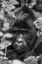 Silverback, animal portrait, mountain gorilla (Gorilla berengei berengei), Bwindi Impenetrable