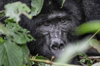 Silverback, animal portrait, mountain gorilla (Gorilla berengei berengei), Bwindi Impenetrable