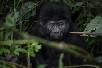 Young animal, mountain gorilla (Gorilla berengei berengei), Bwindi Impenetrable National Park,