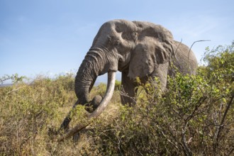 African elephant (Loxodonta africana) eats leaves, the famous Super Tusker elephant Craig, old male