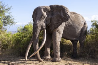 African elephant (Loxodonta africana) the famous Super Tusker elephant Craig, old male with long