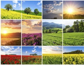 Collage of spring and summer landscapes, blooming flowers, green meadows and trees, hilly landscape