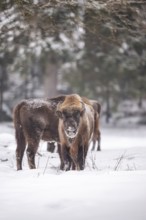 European bison (Bison bonasus) or Wisent standing on a meadow next to the forest in winter, snow,