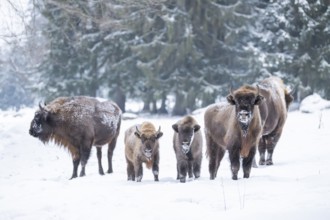 European bison (Bison bonasus) or Wisent standing on a meadow next to the forest in winter, snow,